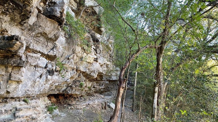 Barton Creek Greenbelt Invasive Species Removal Event