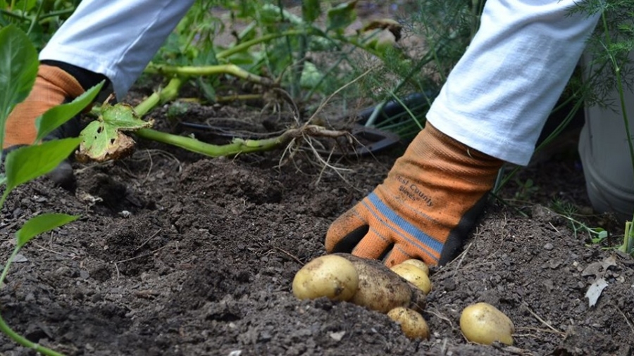 Free Class: Organic Veggie Gardening 101