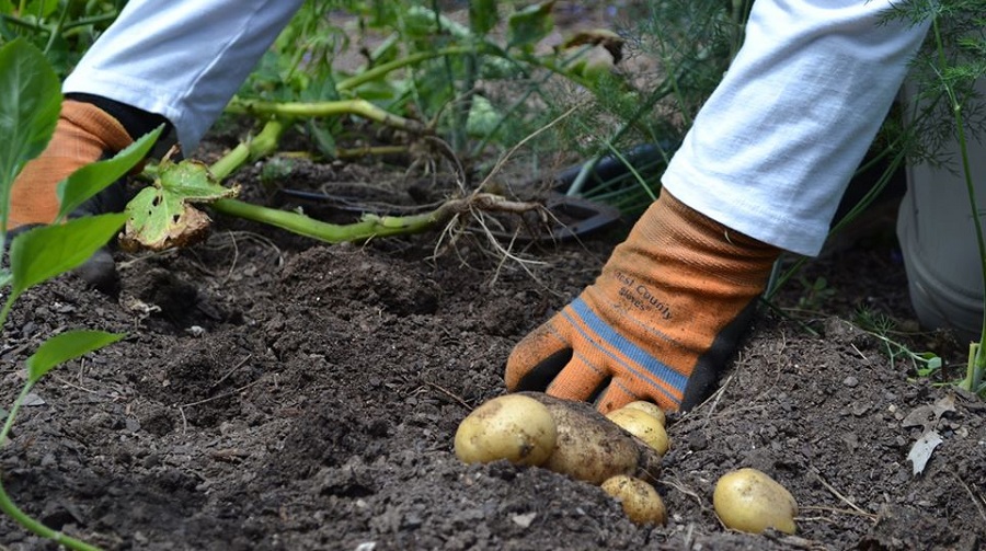 Free Class: Organic Veggie Gardening 101