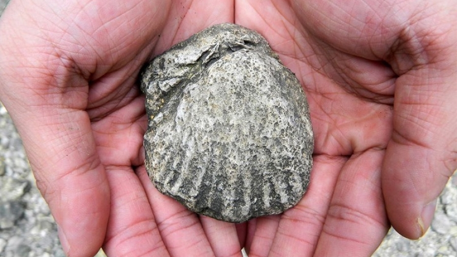 Geology and Fossil Hunting Along Shoal Creek