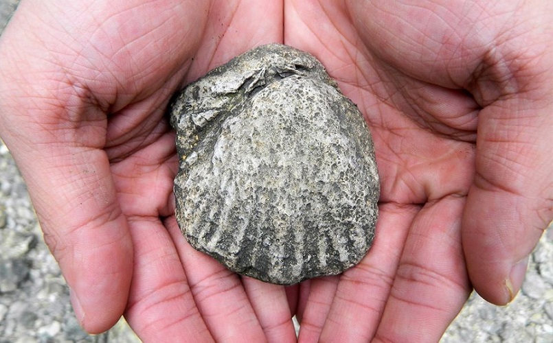 Geology and Fossil Hunting Along Shoal Creek