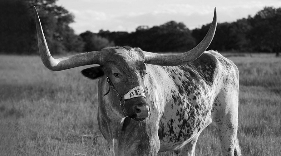 Texas Independence Day_Celebration