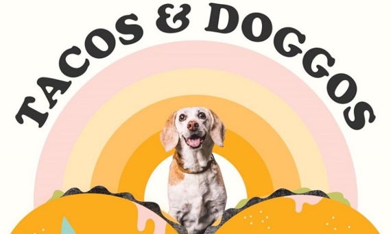 Tacos & Doggos